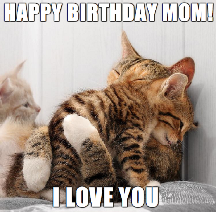birthday mom cat meme
