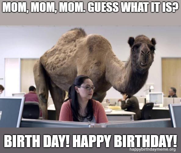 camel birthday for mom