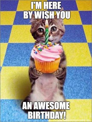 31 Funniest Cat Birthday Meme - Birthday Meme