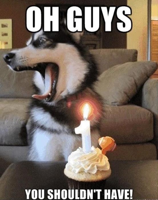🐶 29 Funniest Happy Birthday Dog Meme - Happy Birthday Meme