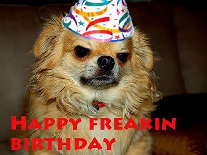 funny freaking birthday dog meme