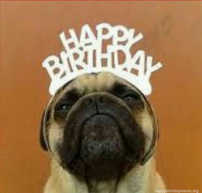 Happy Birthday Pug Meme