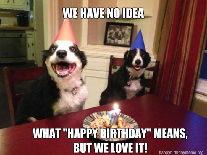 happy.birthday meme funny dog party