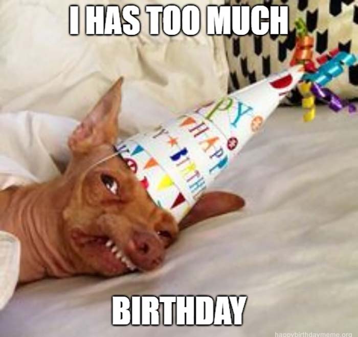 29 Funniest Happy Birthday Dog Meme - Happy Birthday Meme