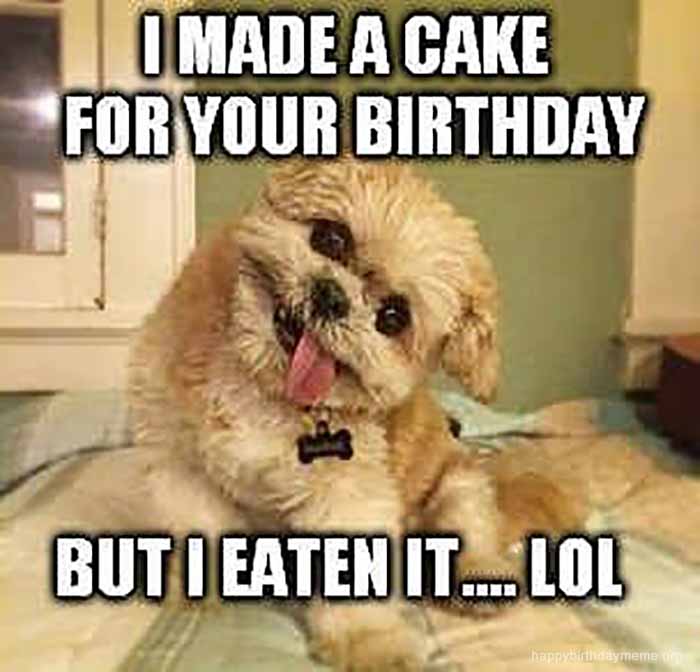 29 Funniest Happy Birthday Dog Meme - Happy Birthday Meme