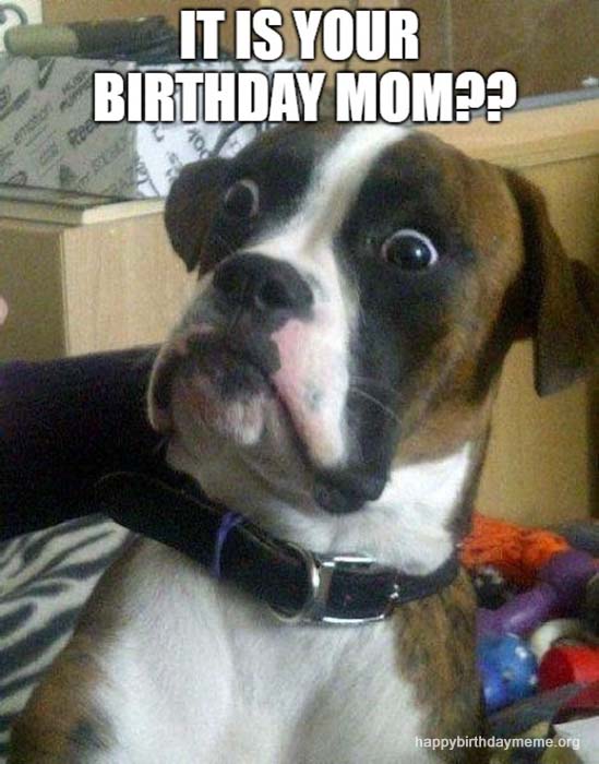 surprised dog birthday meme