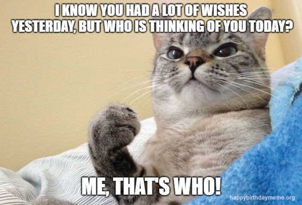 31 Funniest Cat Birthday Meme - Birthday Meme