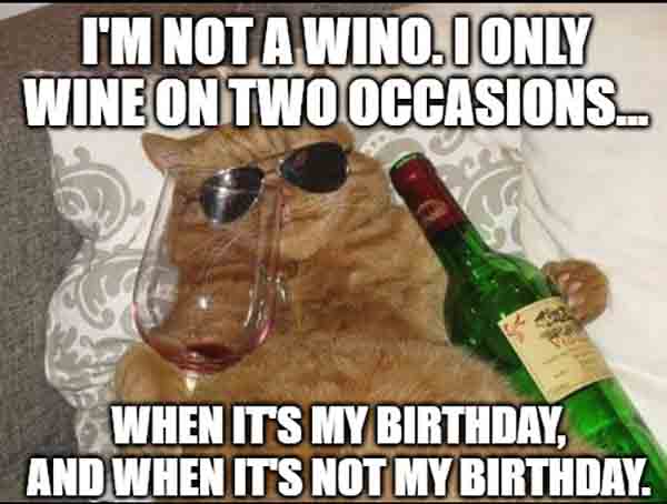 cat drinking wine birthday meme