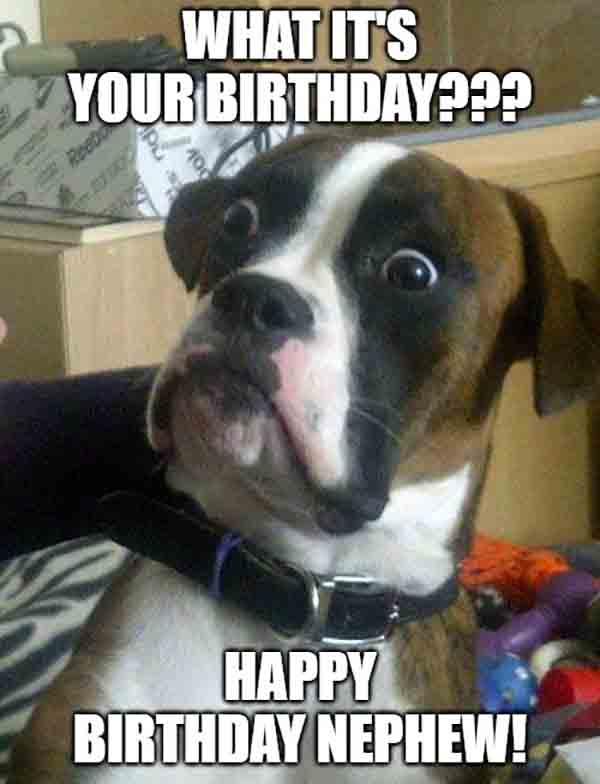 happy birthday nephew with dog meme