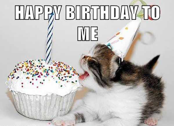 happy birthday to me cats meme